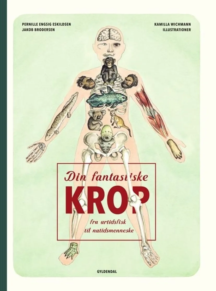 Din fantastiske krop - fra urtidsfisk til nutidsmenneske> Clearance