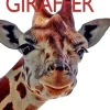 Giraffer> New