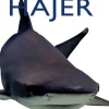 Hajer>