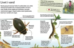 Insekter og edderkopper><noscript><img width=