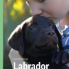 Labrador, Grøn Fagklub> Sale