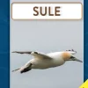 Sule> Discount