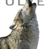 Ulve> Online